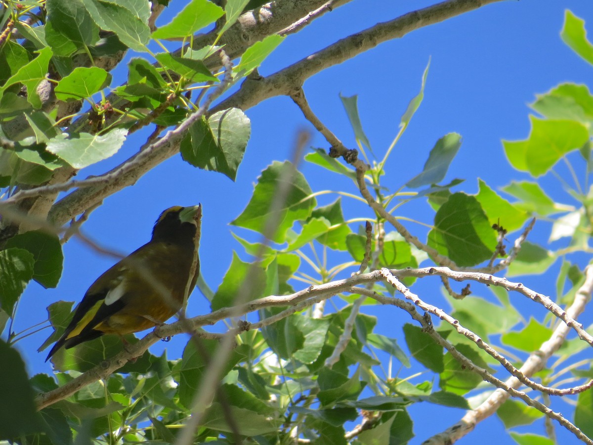 Evening Grosbeak - ML140633031