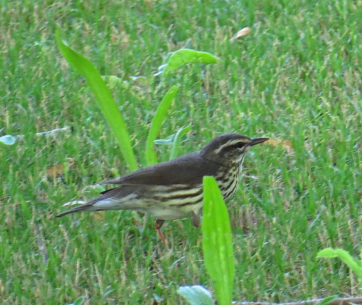 Northern Waterthrush - ML140633211