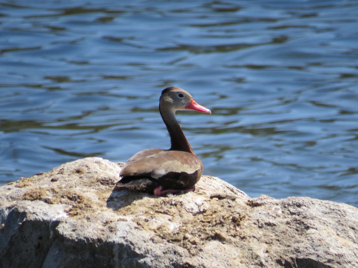 Dendrocygne à ventre noir - ML140633491