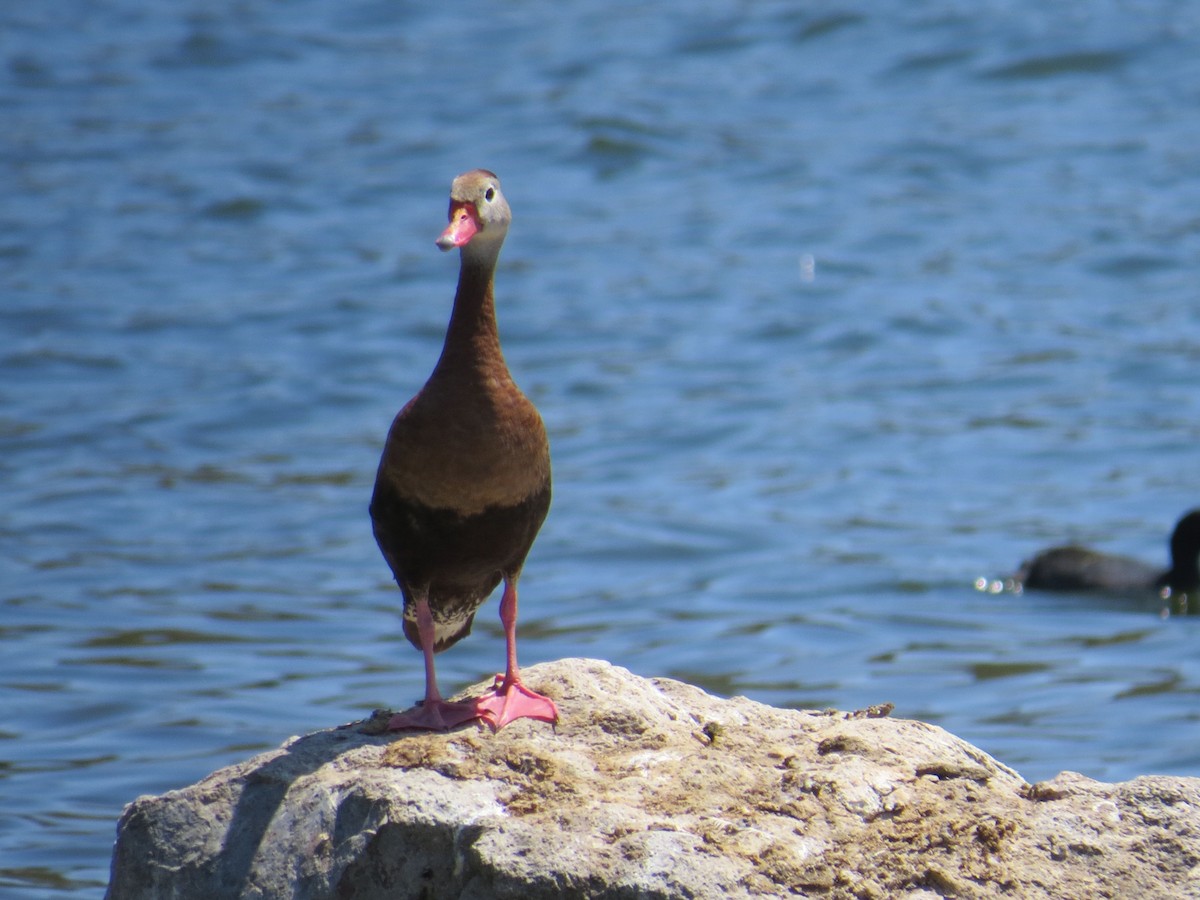 Black-bellied Whistling-Duck - ML140633501