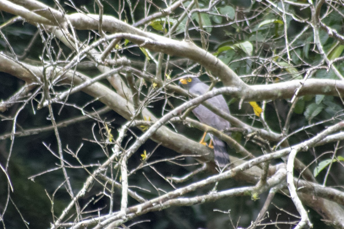 Roadside Hawk - ML140633951