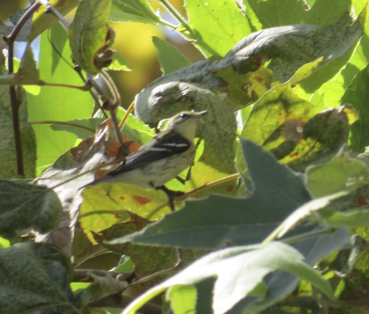 Blackburnian Warbler - ML140634411