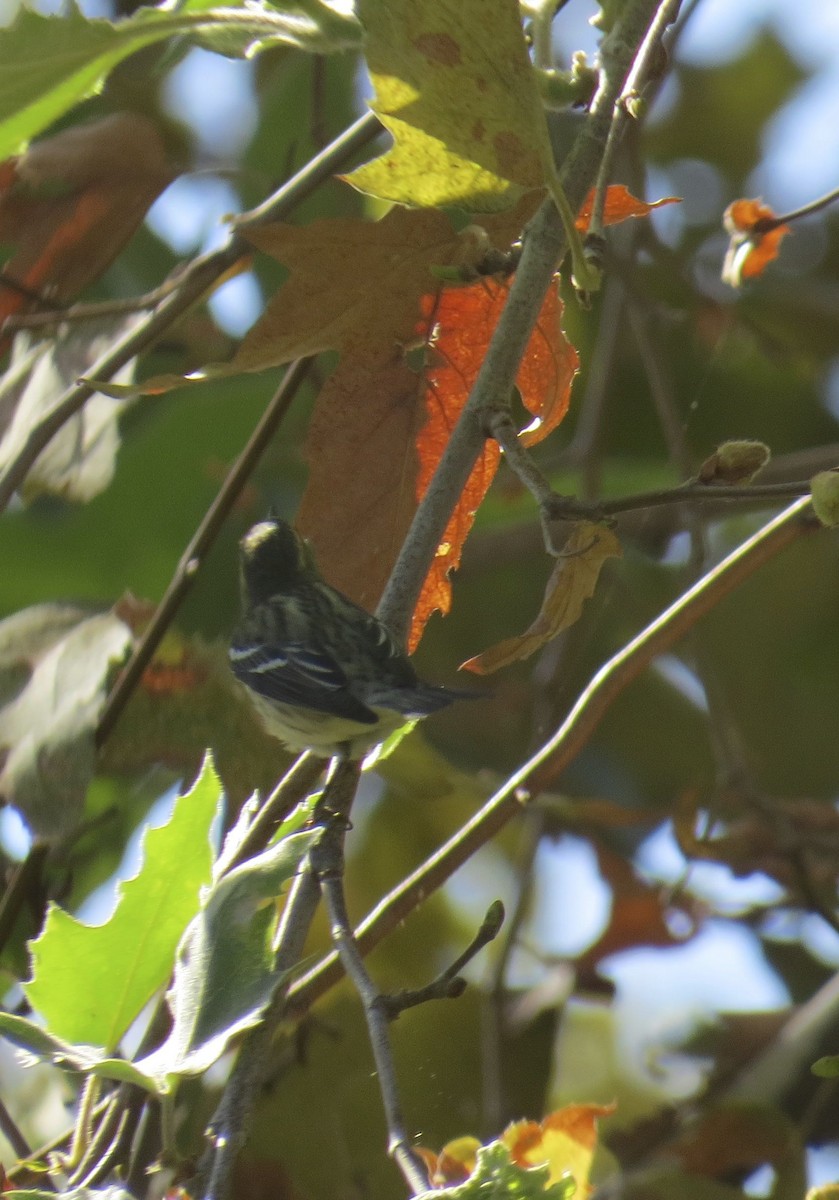 Blackburnian Warbler - ML140634451