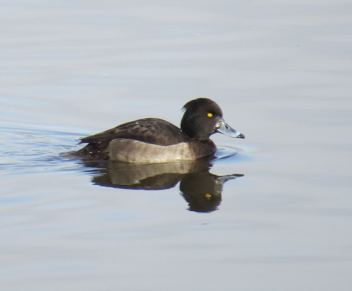 Tufted Duck - ML140635821