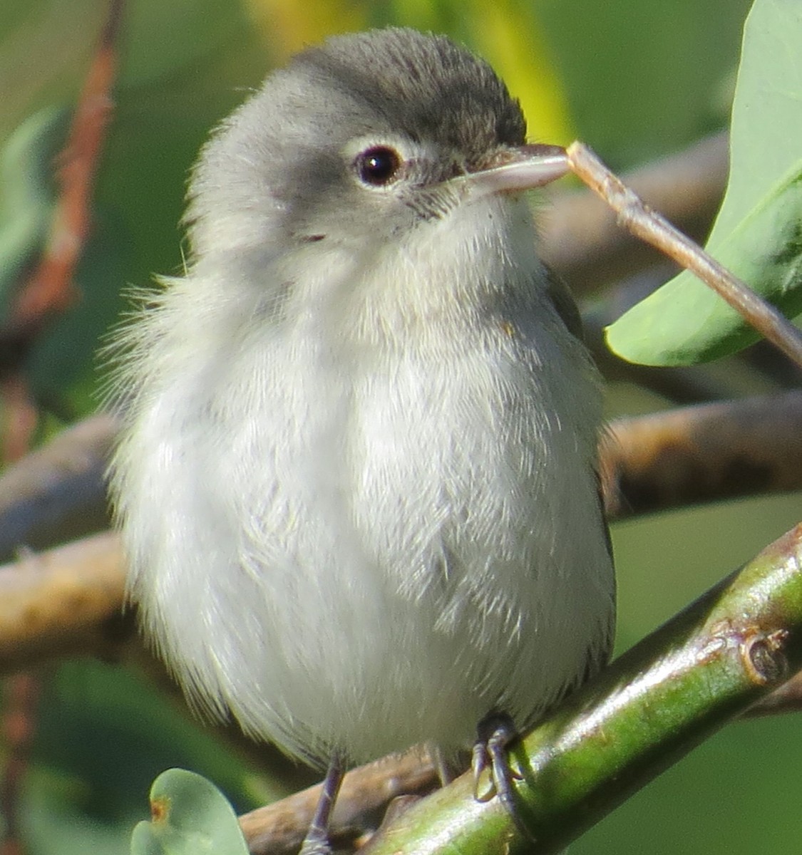 krattvireo - ML140636321