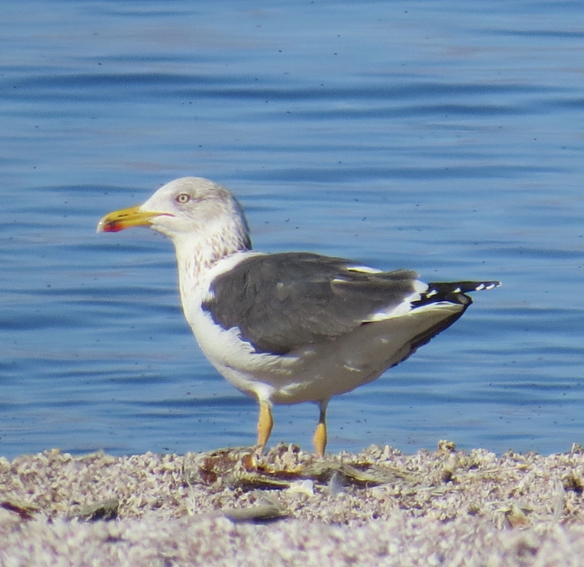 Lesser Black-backed Gull - ML140636371