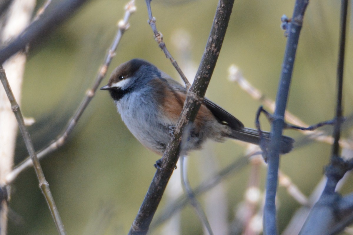 Boreal Chickadee - ML140636851