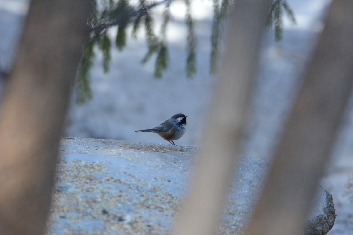 Mésange à tête brune - ML140636891