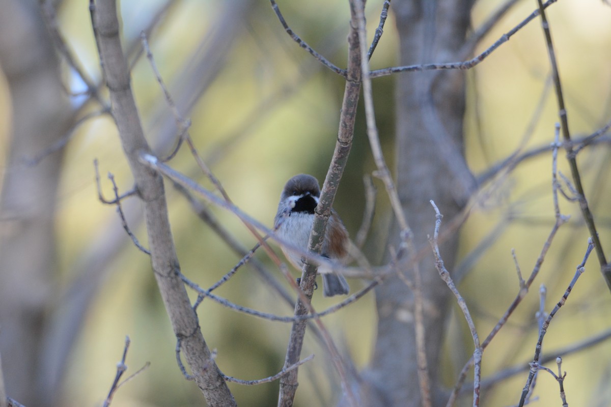 Mésange à tête brune - ML140636901