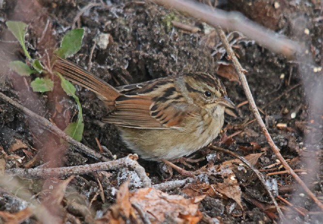 Swamp Sparrow - Jock McCracken