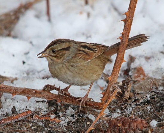 Swamp Sparrow - ML140638201