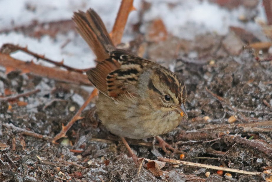 Swamp Sparrow - ML140638231