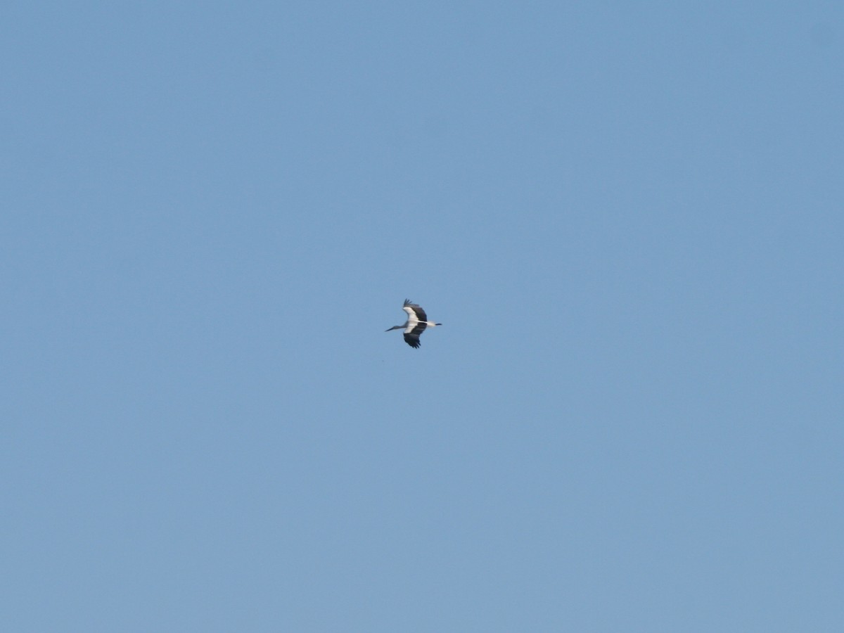 White Stork - ML140639281