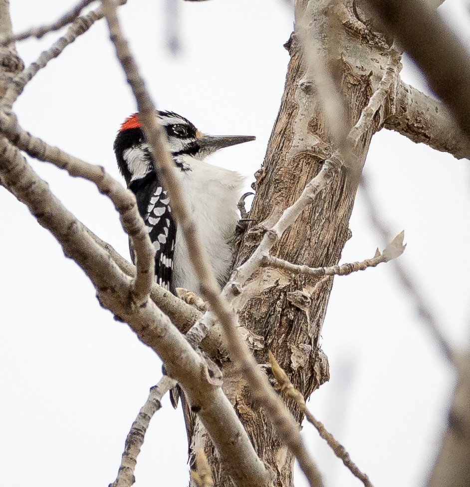 Hairy Woodpecker (Eastern) - Tom Wilberding