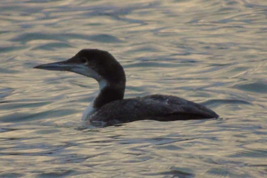 Common Loon - ML140639541