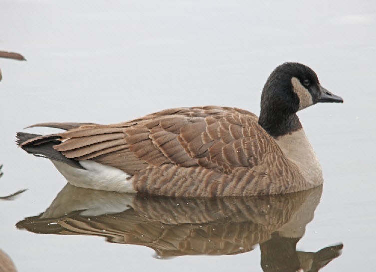 Canada Goose - Jock McCracken