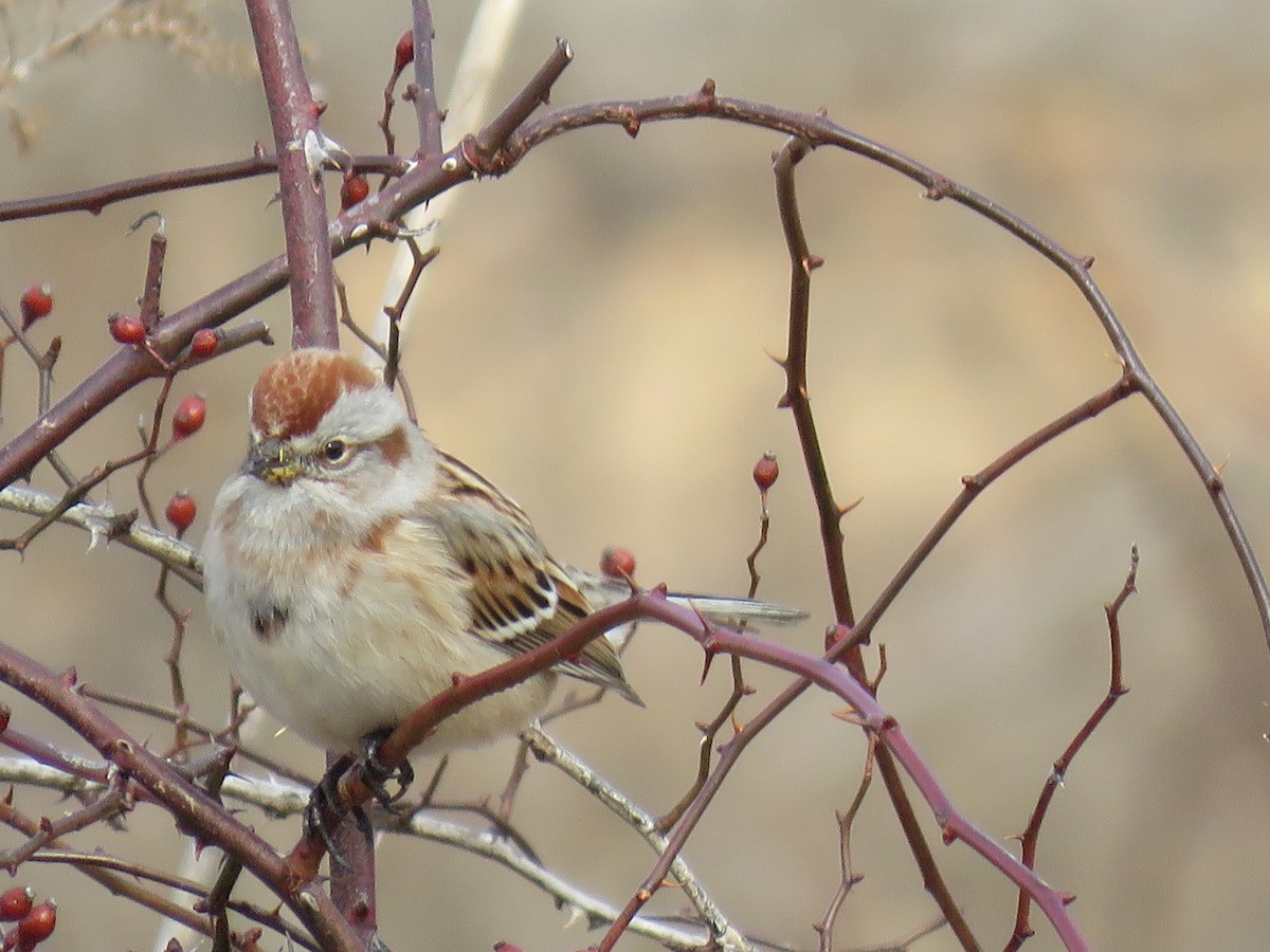 American Tree Sparrow - ML140640521