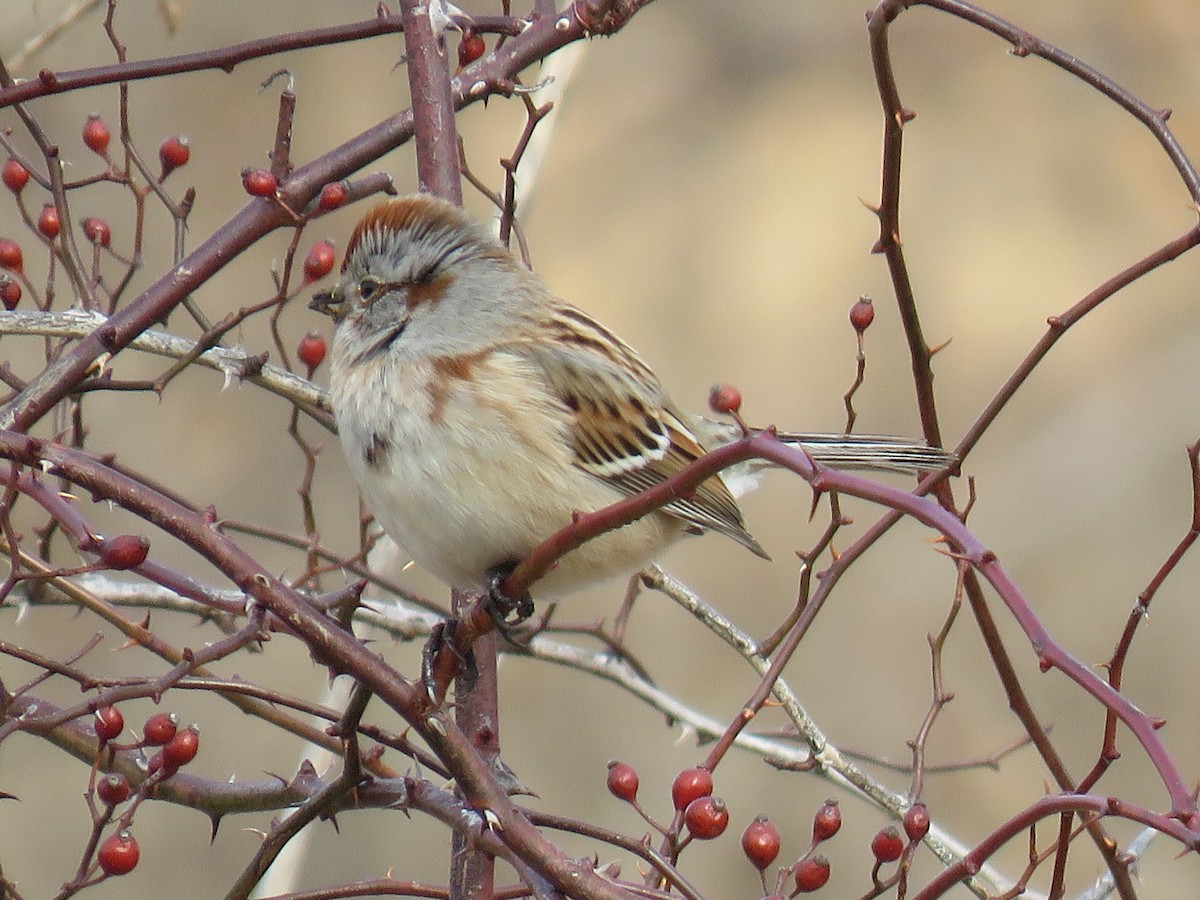 American Tree Sparrow - ML140640531