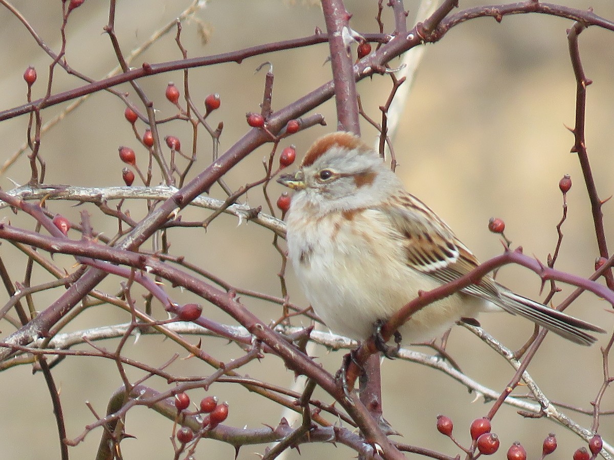 American Tree Sparrow - ML140640541