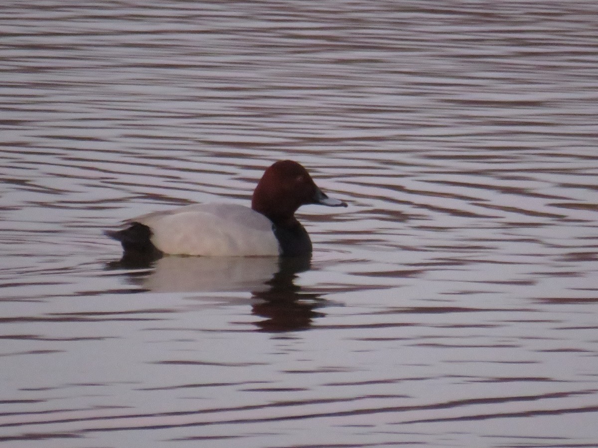 Common Pochard - ML140641011