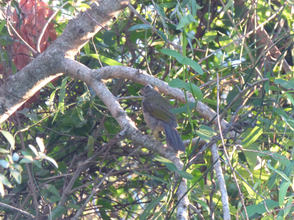 Green-winged Saltator - Darío Campomanes