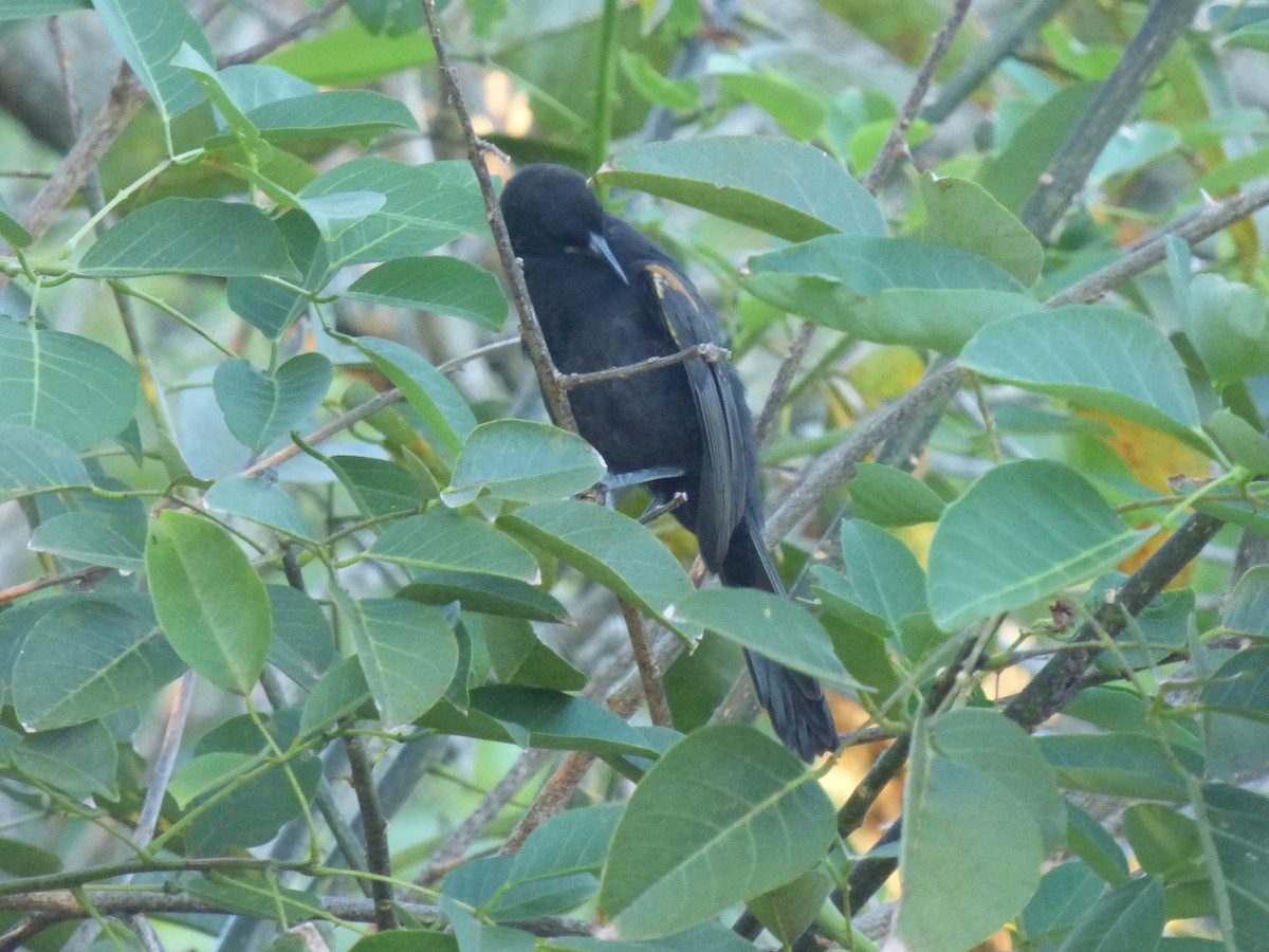 Variable Oriole - Darío Campomanes