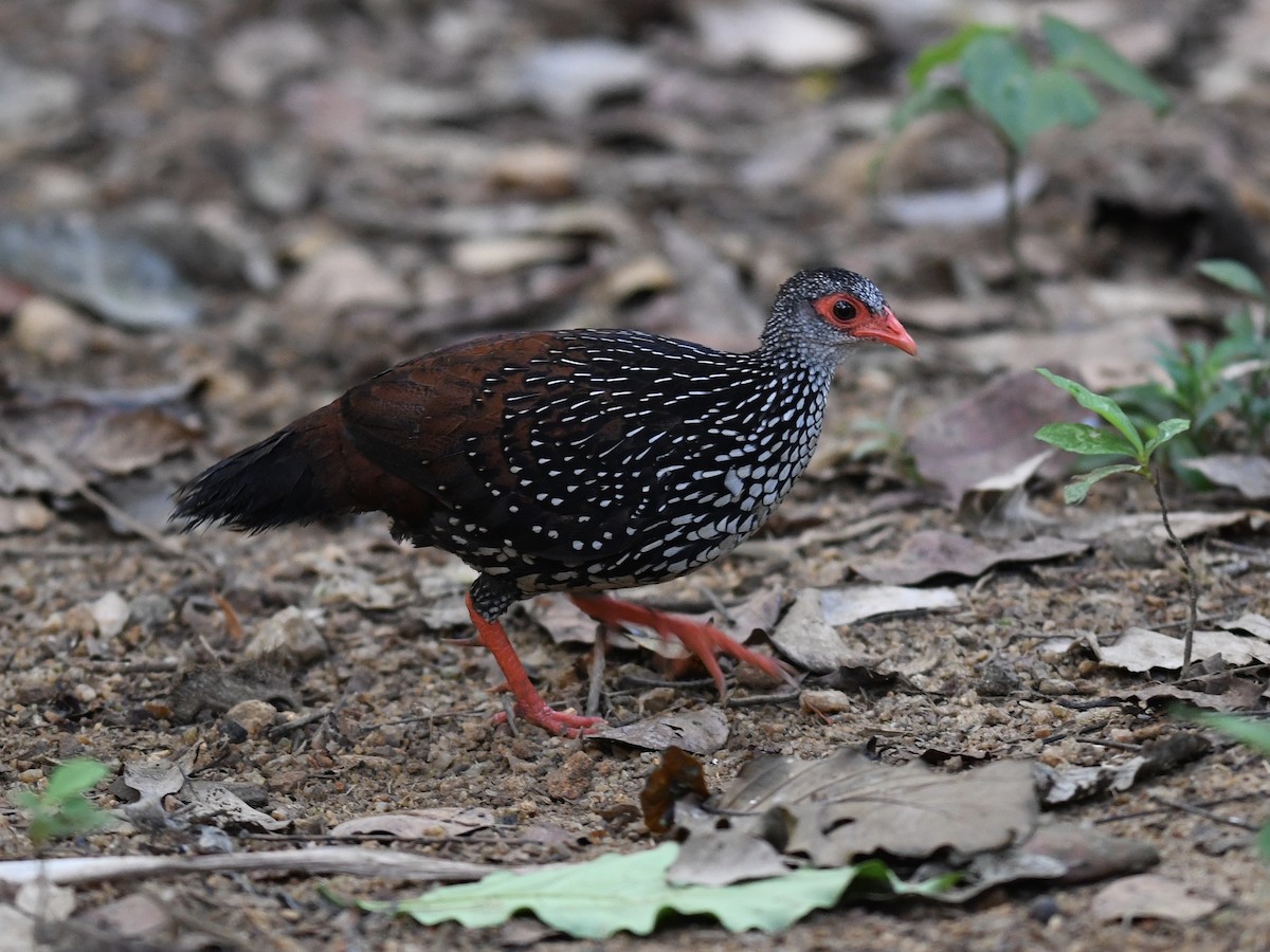 Sri Lanka Spurfowl - ML140642291
