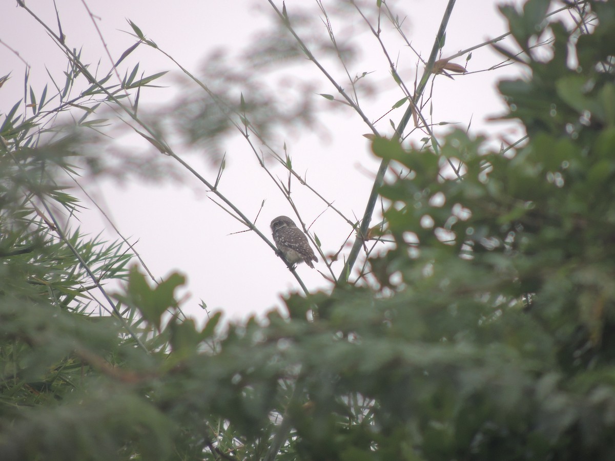 Spotted Owlet - ML140643271