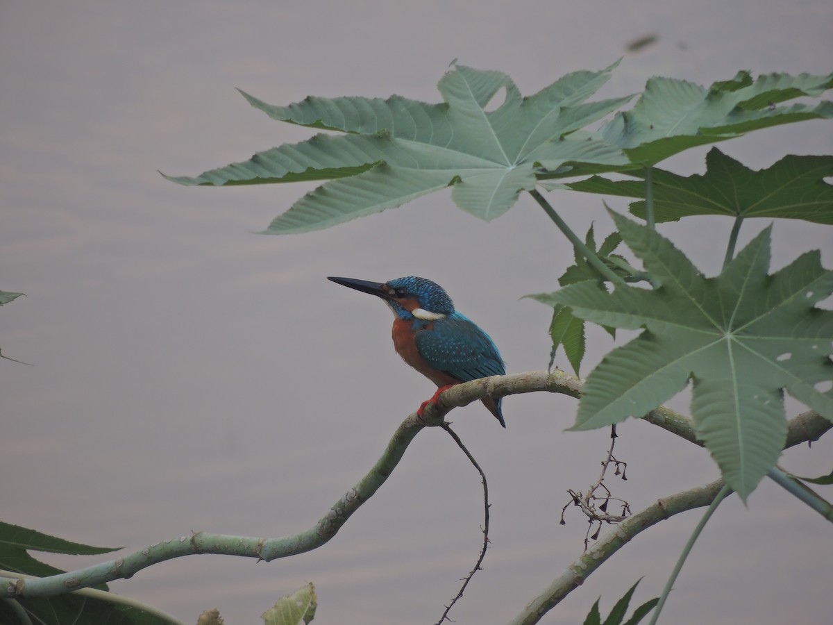 Martin-pêcheur d'Europe - ML140643421