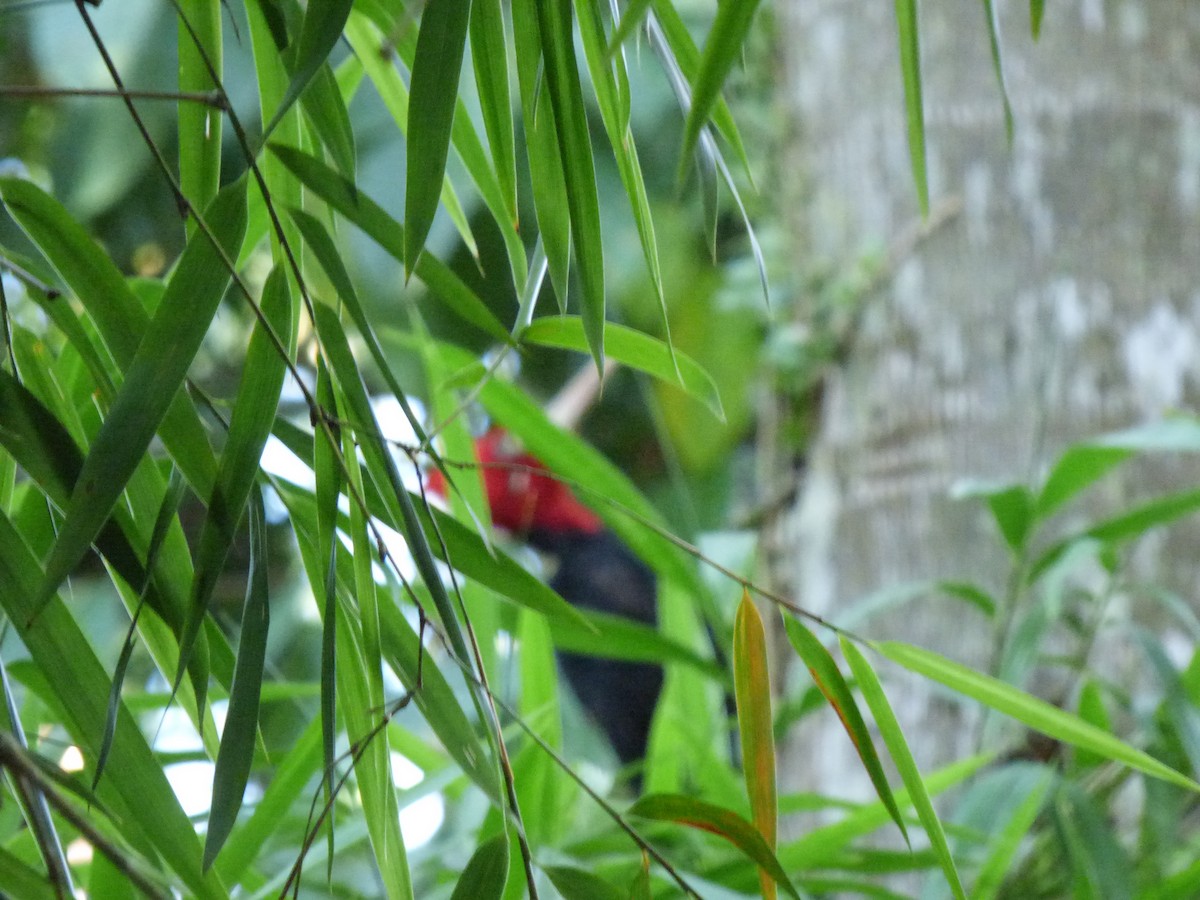 Cream-backed Woodpecker - ML140643501