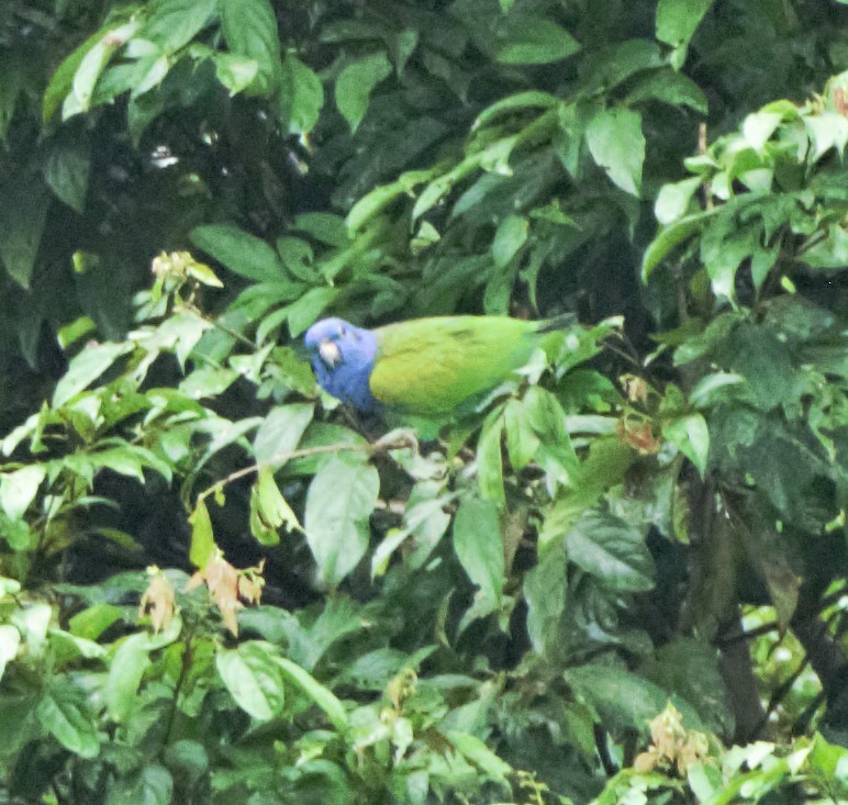 Blue-headed Parrot - ML140644611