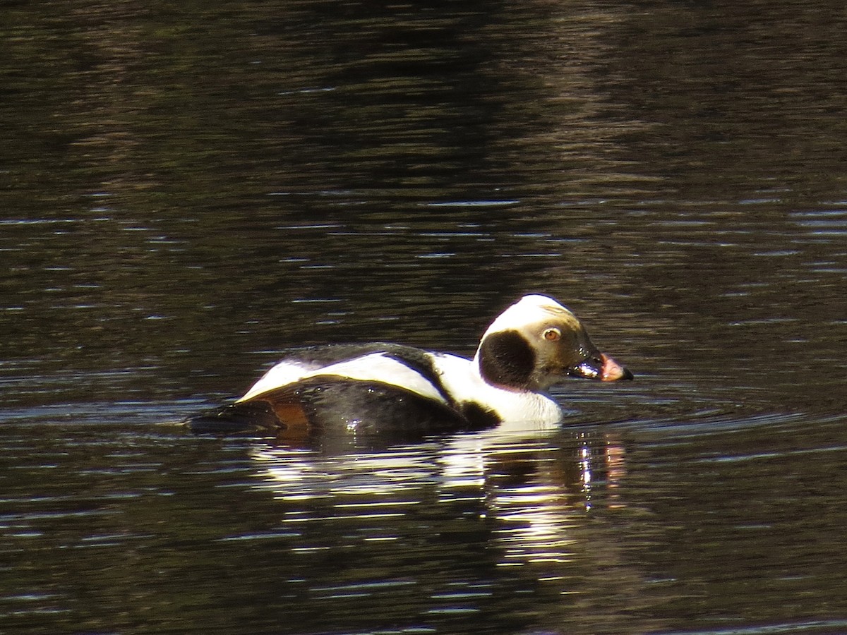 Long-tailed Duck - ML140645091