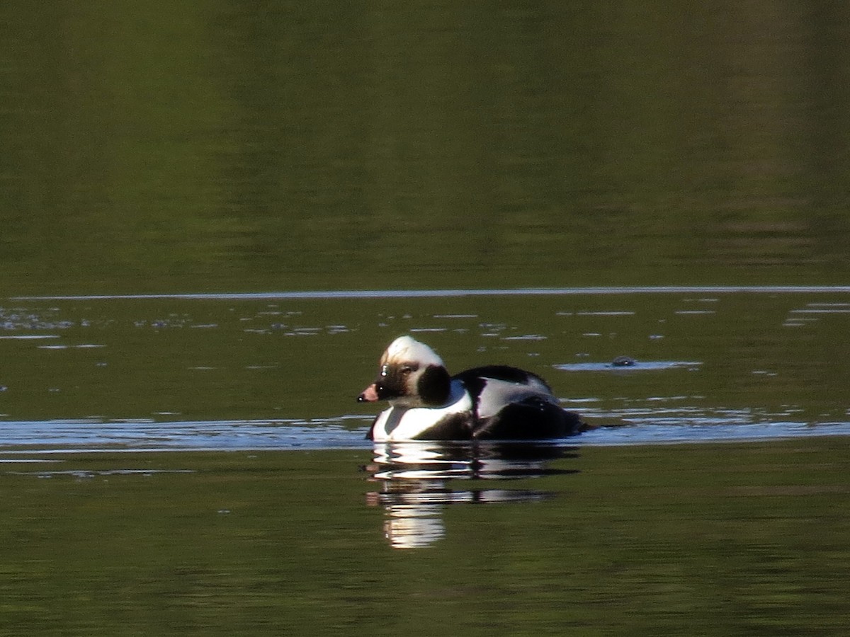 Long-tailed Duck - ML140645111