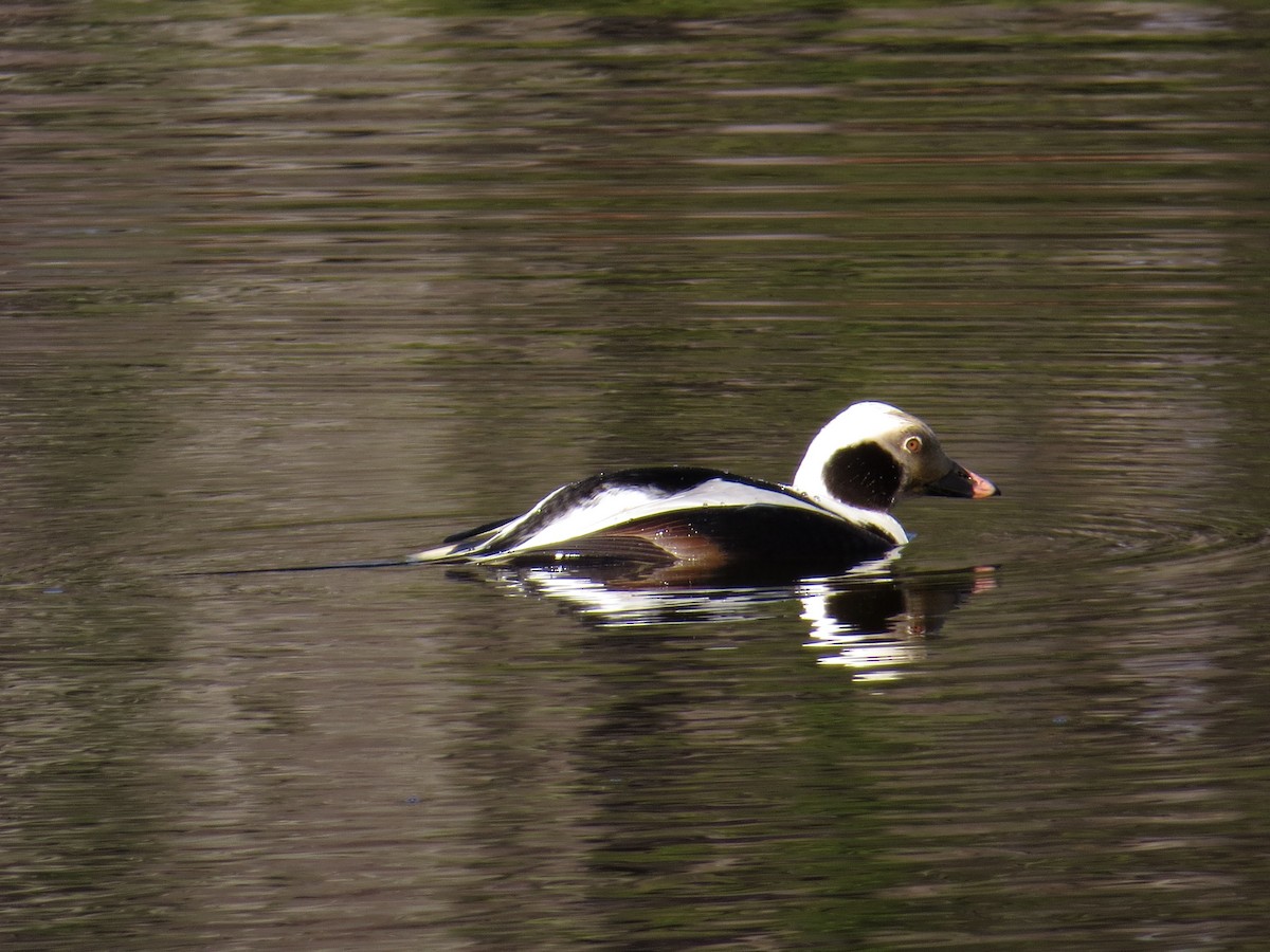 Long-tailed Duck - ML140645541