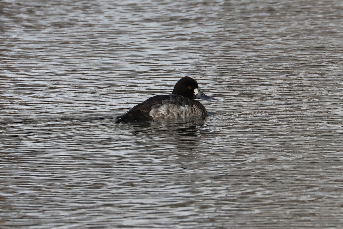 Lesser Scaup - Debra Rittelmann