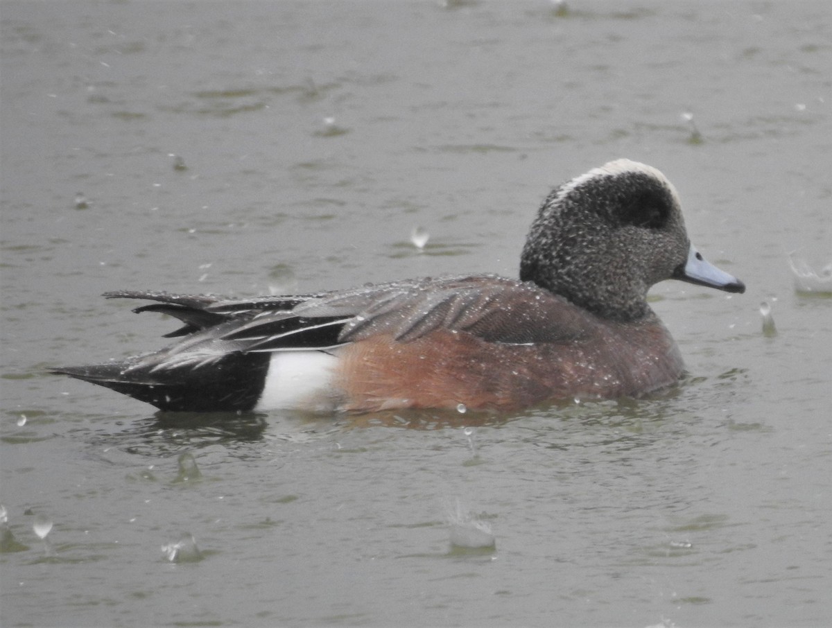 American Wigeon - Bill Pelletier