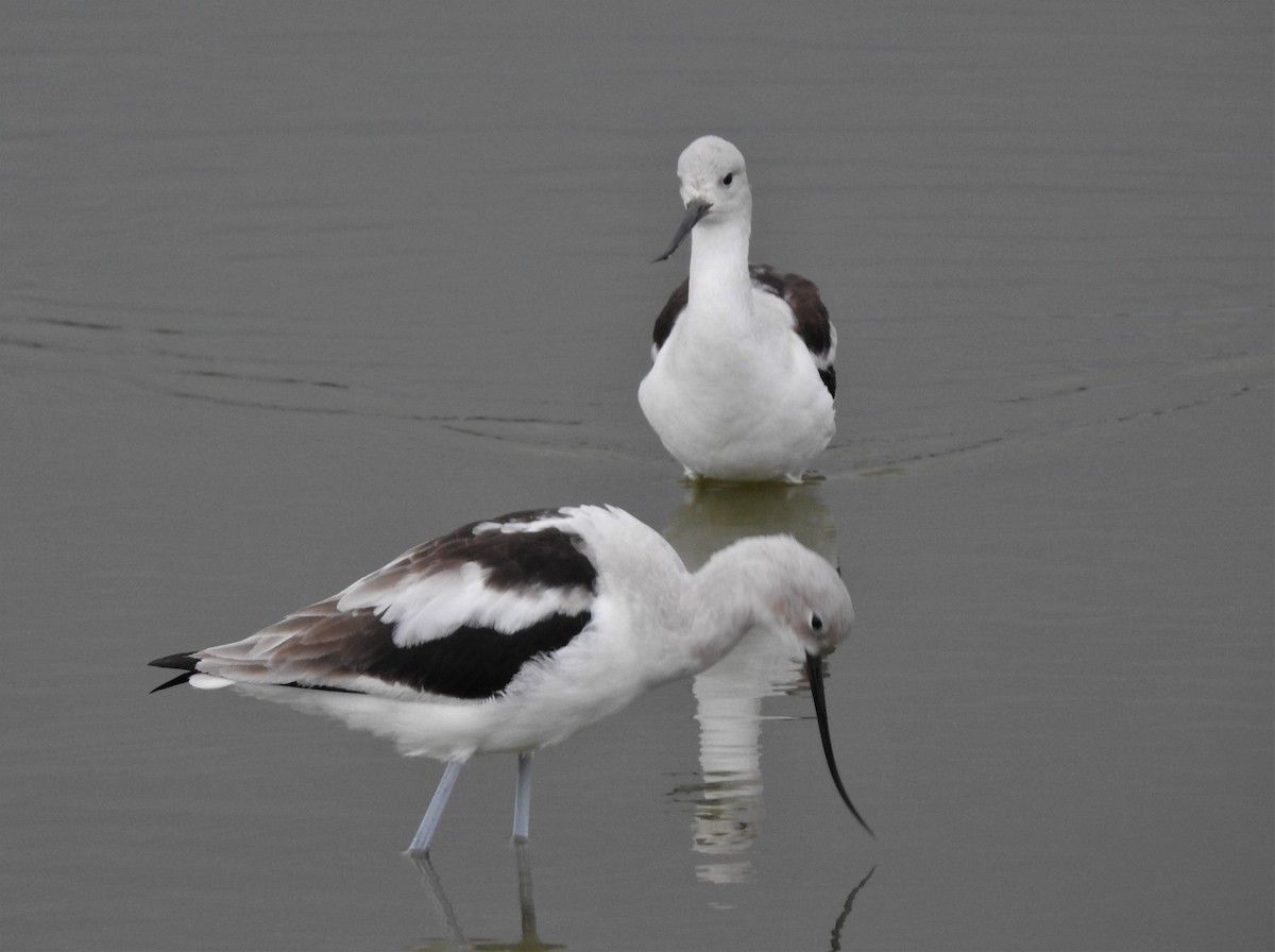 American Avocet - Bill Pelletier