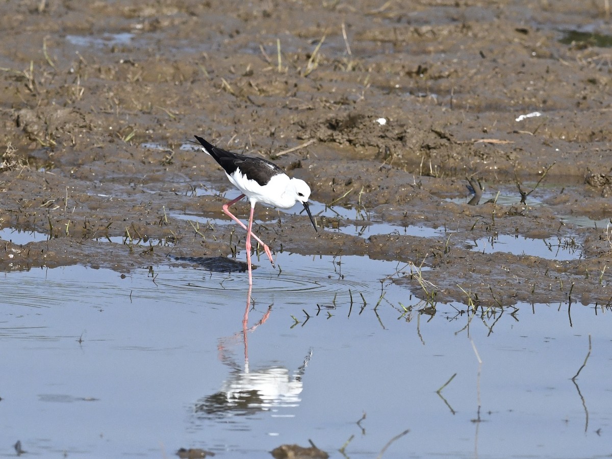 Black-winged Stilt - Alan Van Norman