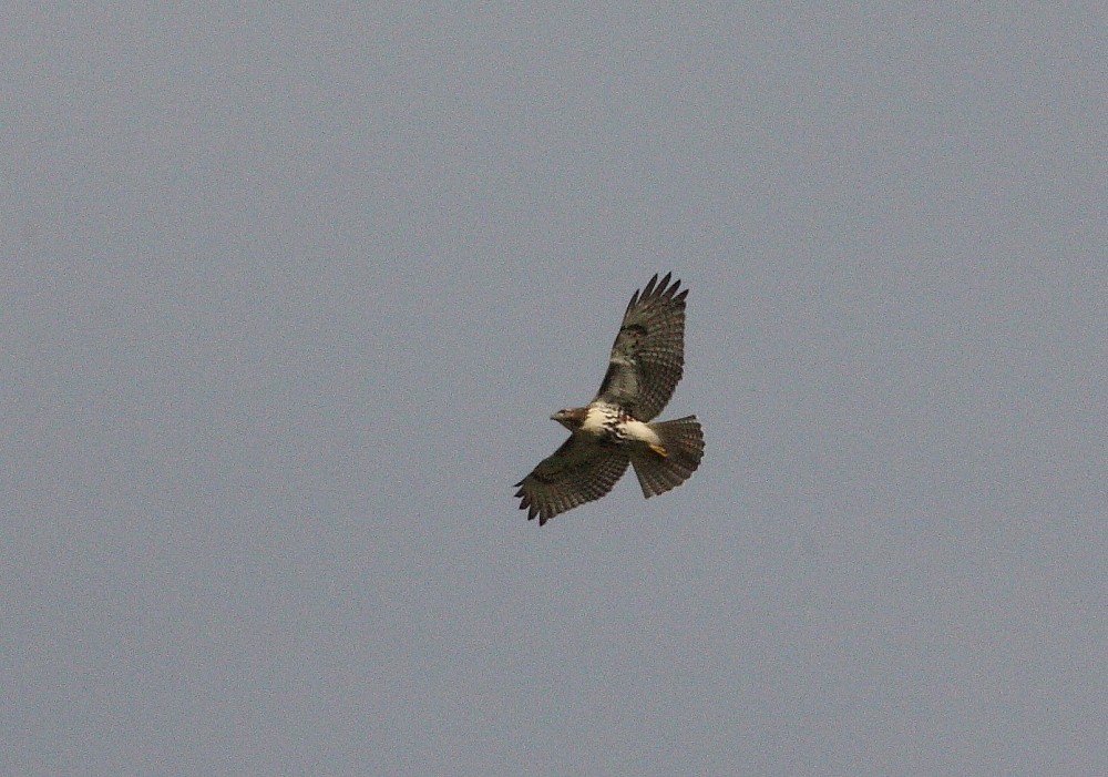 Red-tailed Hawk - ML140648051