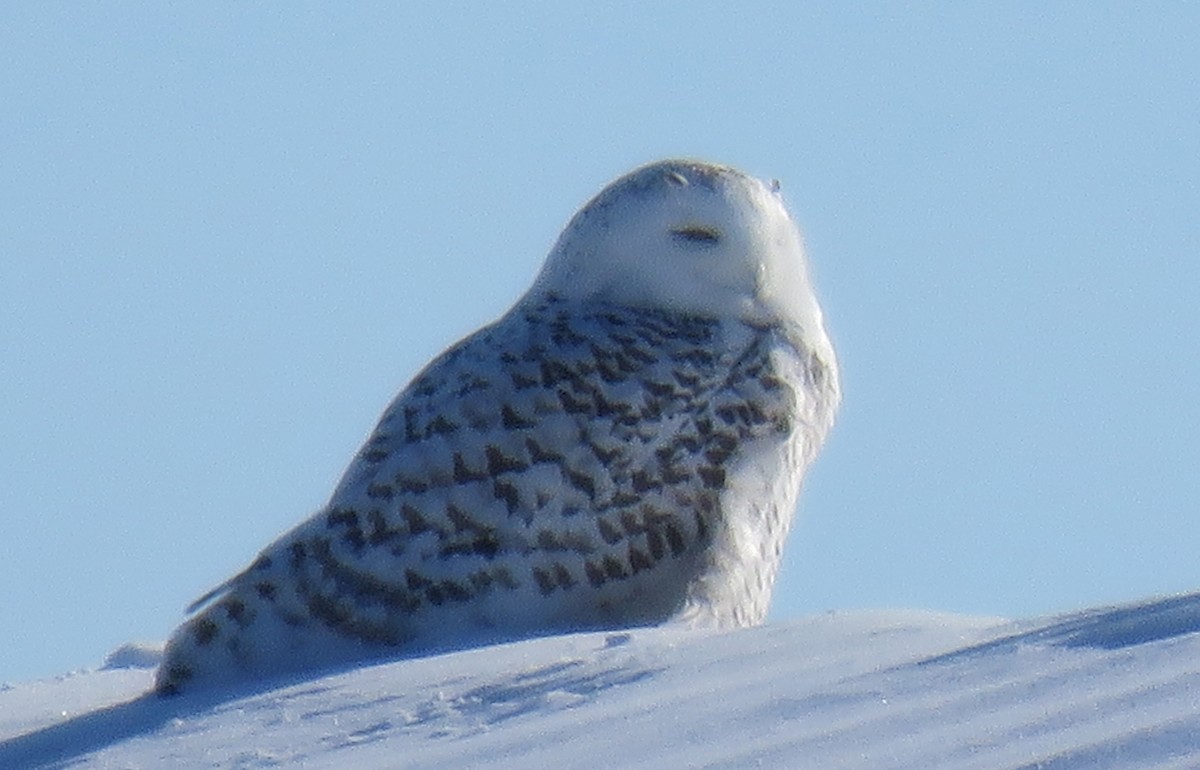 Harfang des neiges - ML140648161