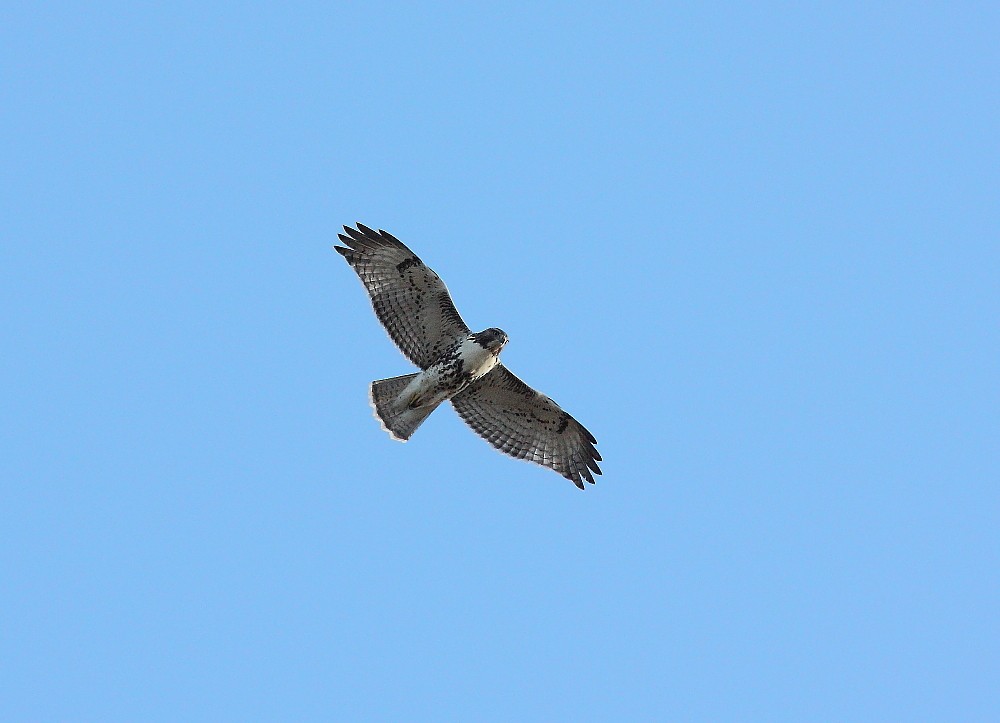 Red-tailed Hawk - ML140648331
