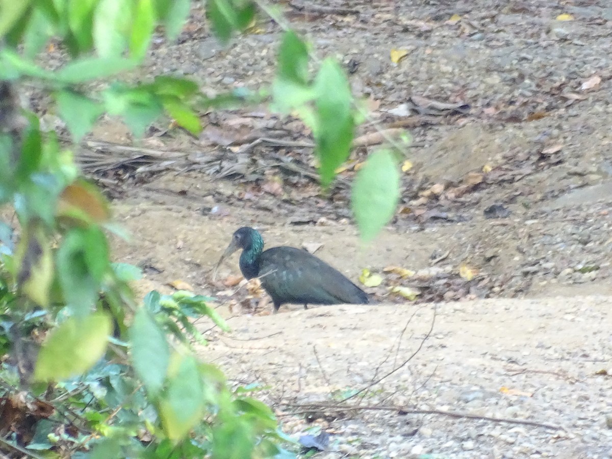 ibis zelený - ML140648941