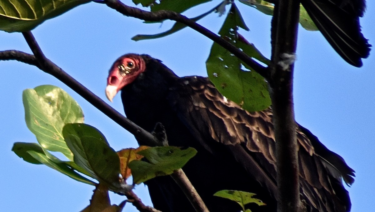 Urubu à tête rouge (aura/septentrionalis) - ML140649361