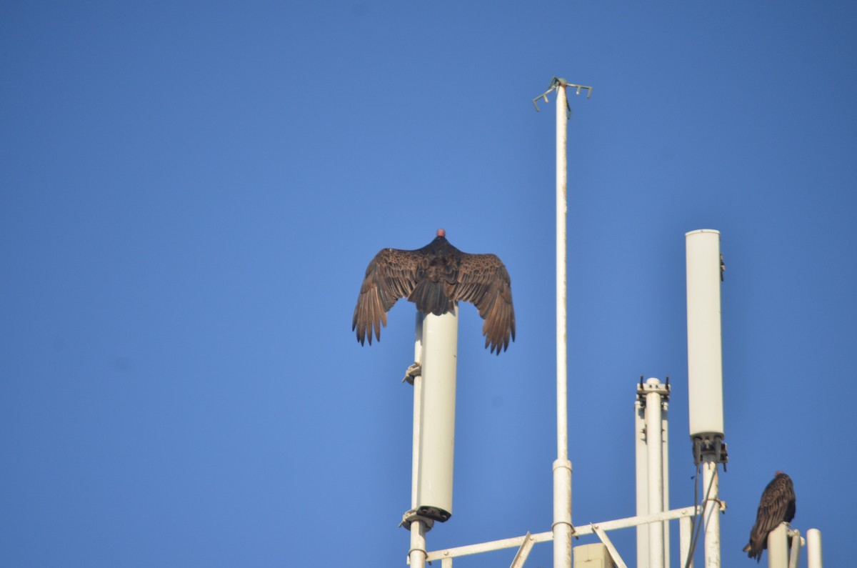 Turkey Vulture (Northern) - ML140649841