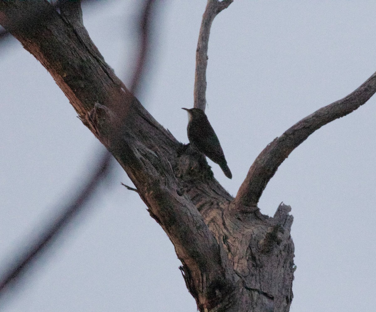 White-throated Treecreeper - ML140649991