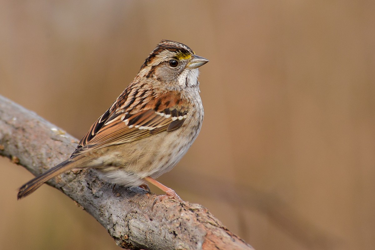 White-throated Sparrow - ML140650101