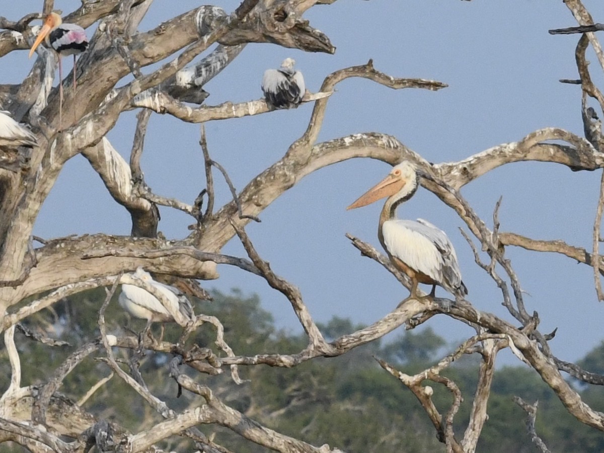 Spot-billed Pelican - ML140650571