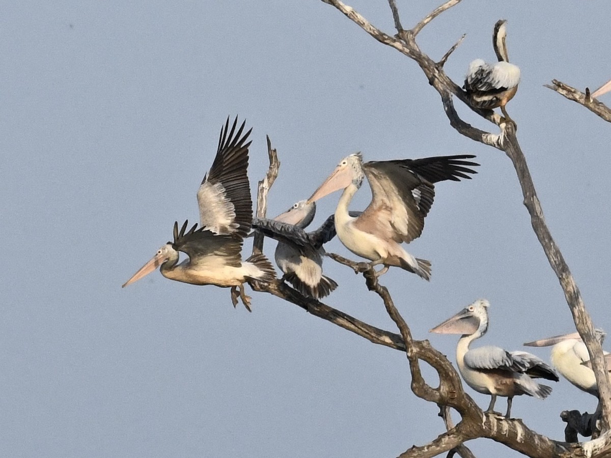 Spot-billed Pelican - ML140650591