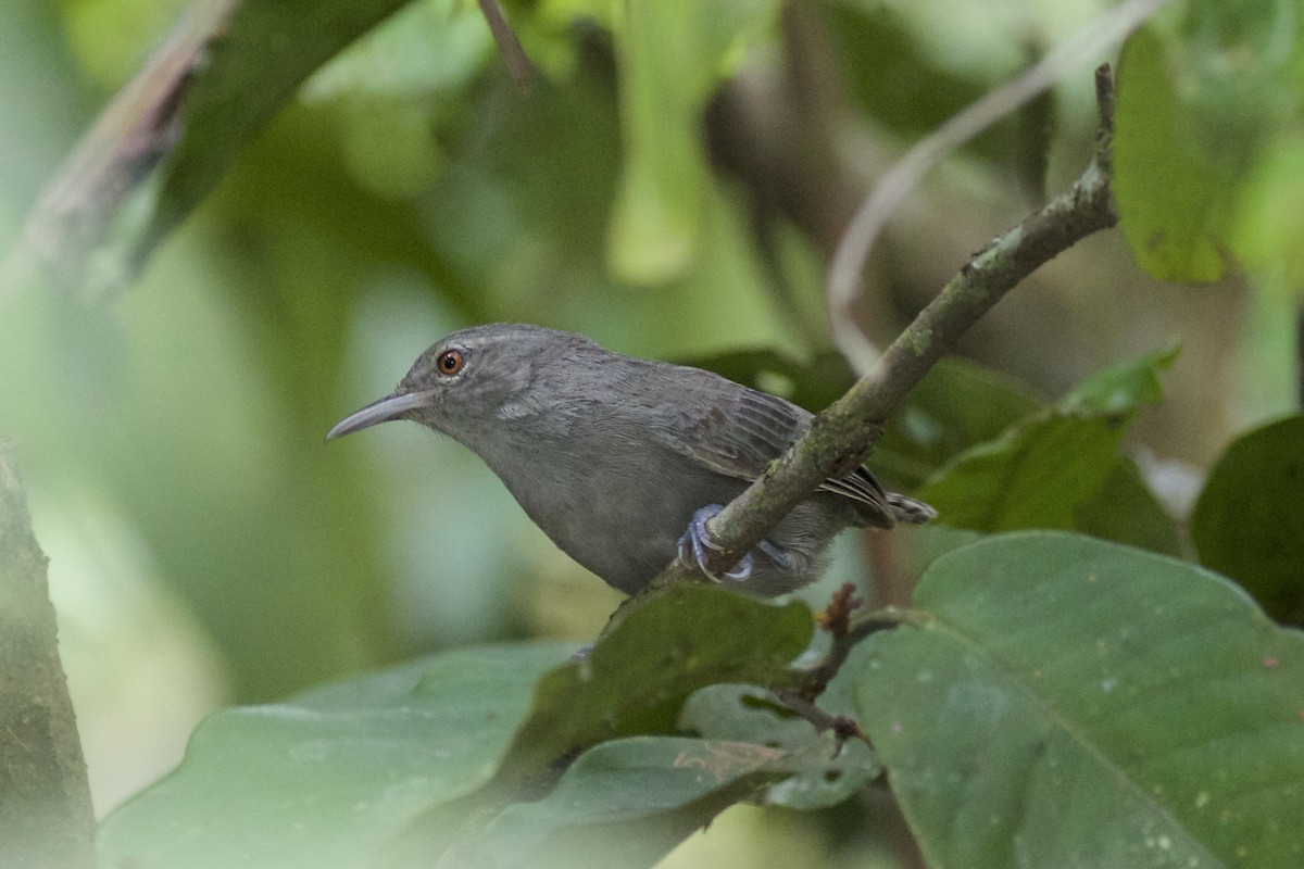 Gray Wren - Nicole Desnoyers