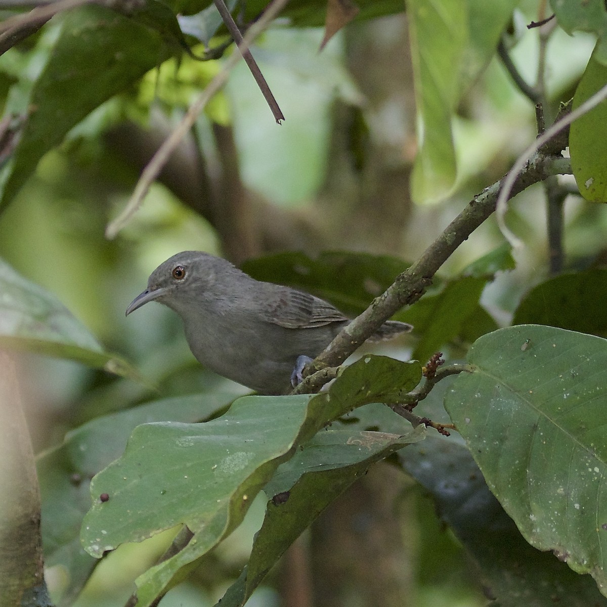 Gray Wren - ML140650821